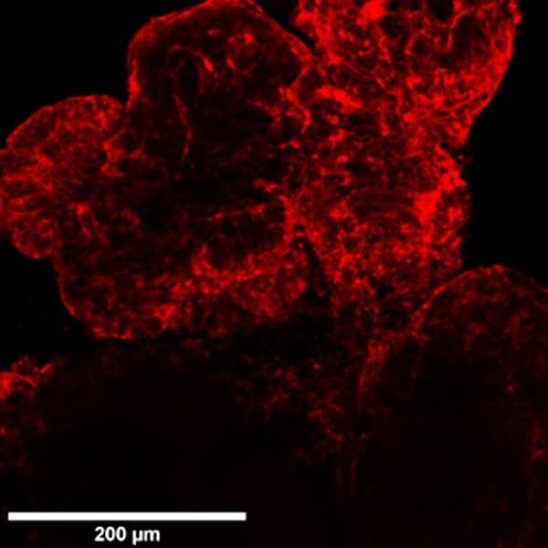imaging of 3d organoids