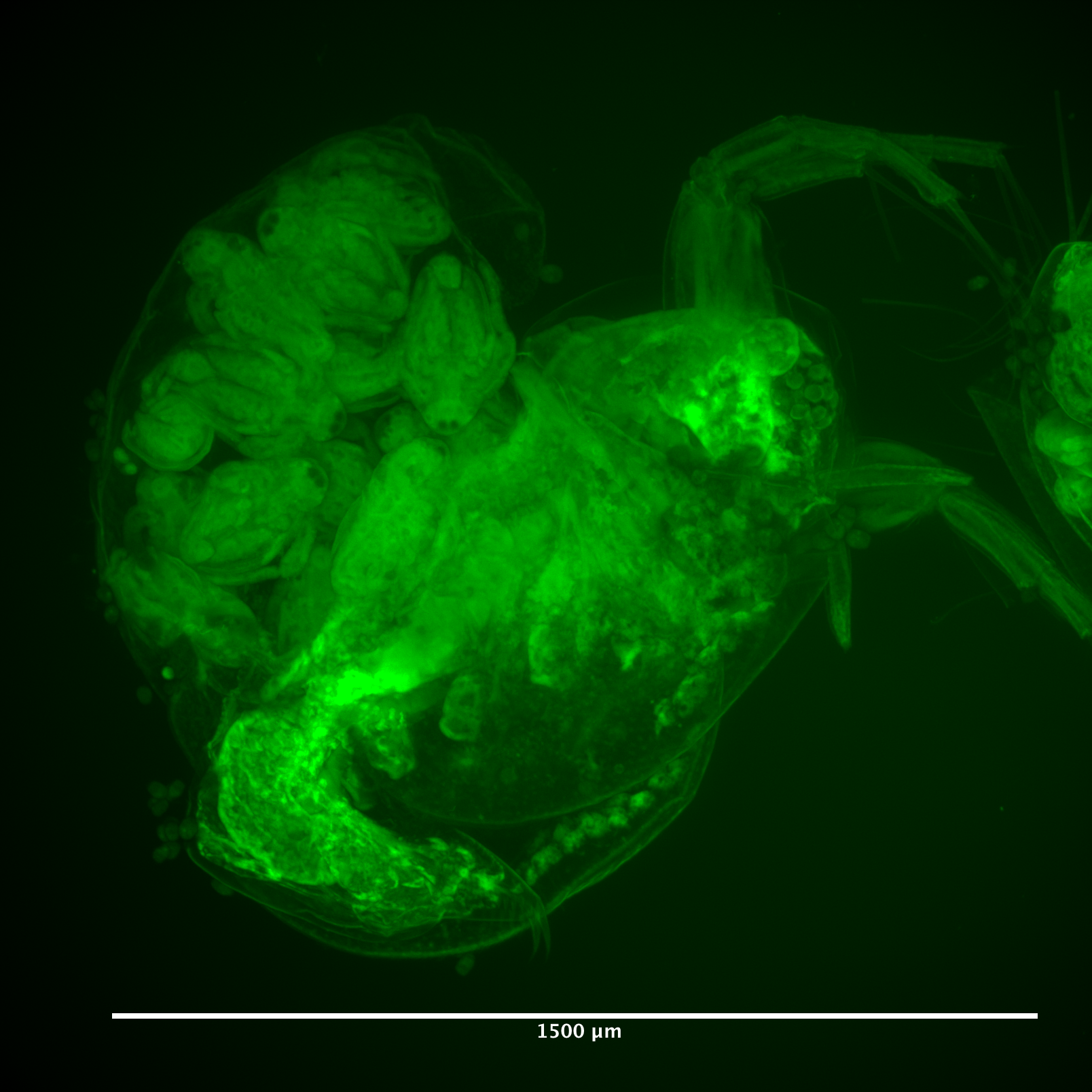 Daphnia_V2 L-FOV_Green