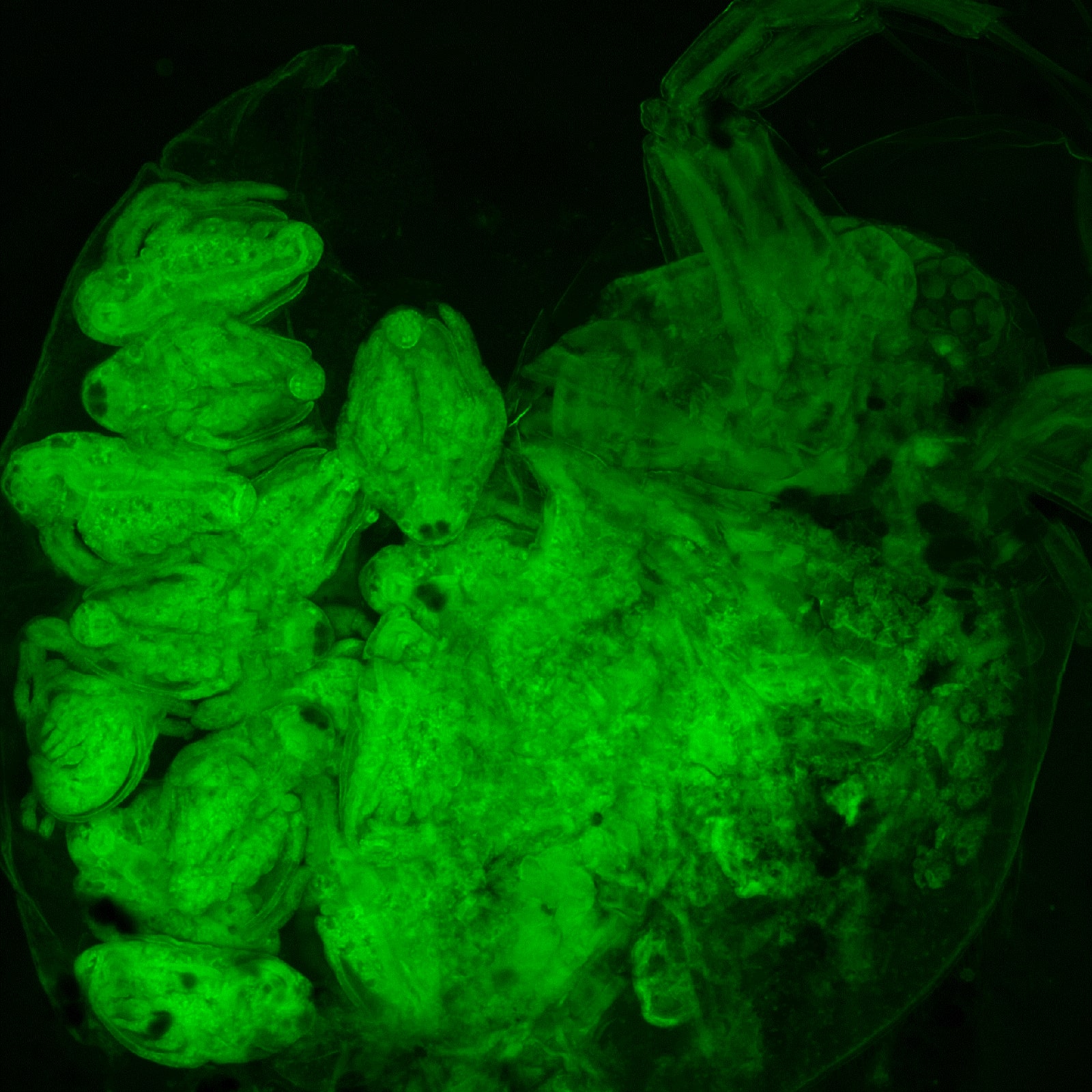 Daphnia_V2-standard_Green-