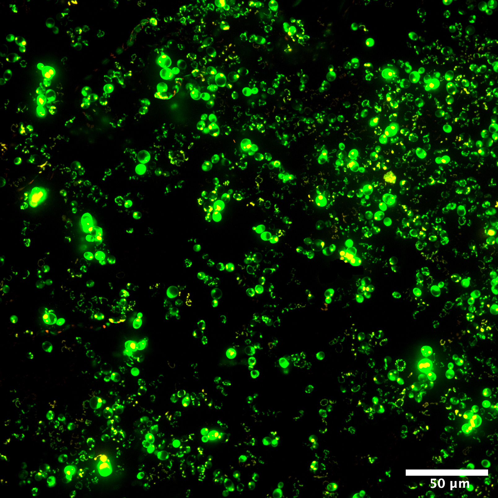 confocal microscopy 1