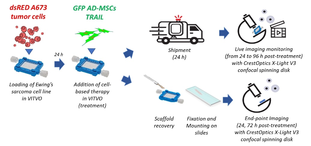 Anti-Cancer Therapy Effect