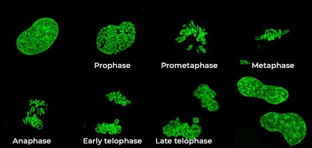 structured illumination microscopy 2