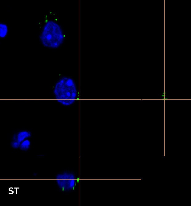 brain cellular organization 6