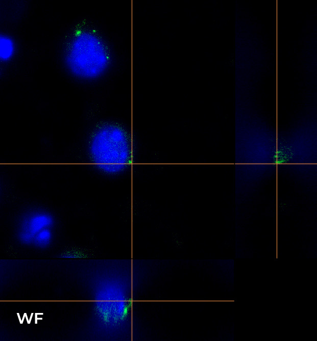brain cellular organization 5