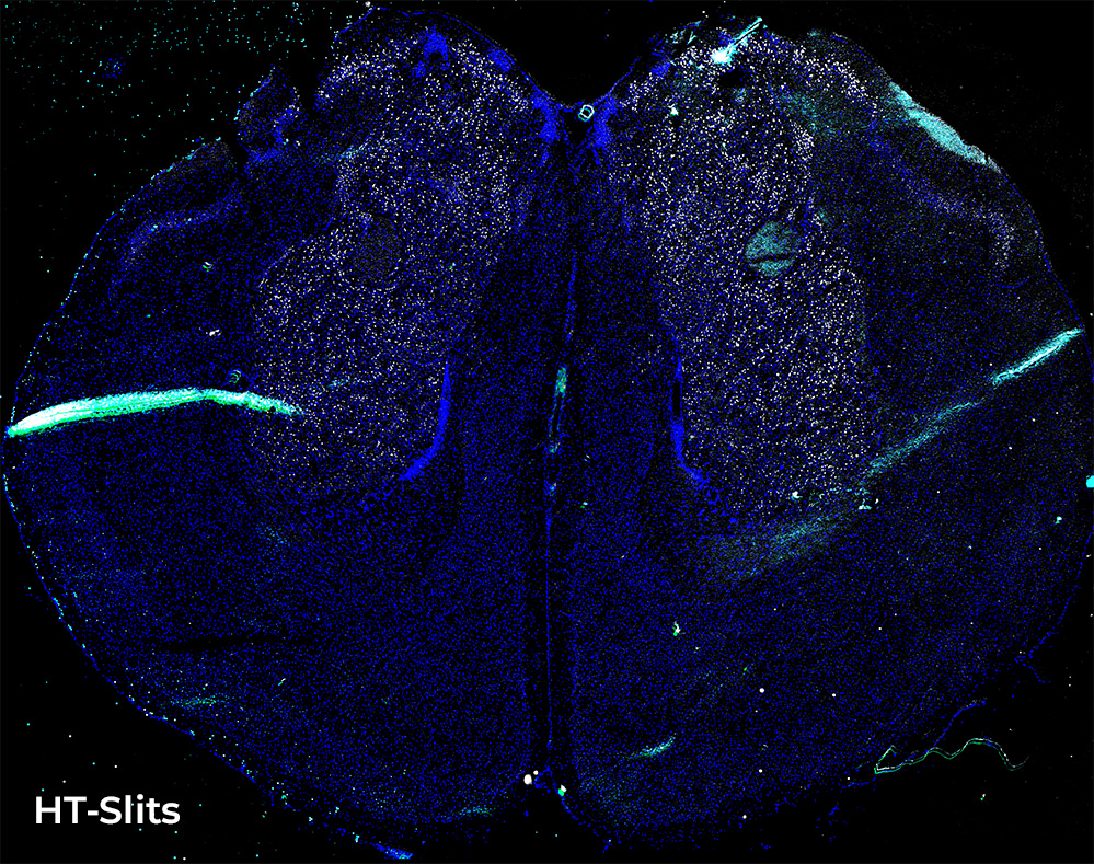brain cellular organization 2