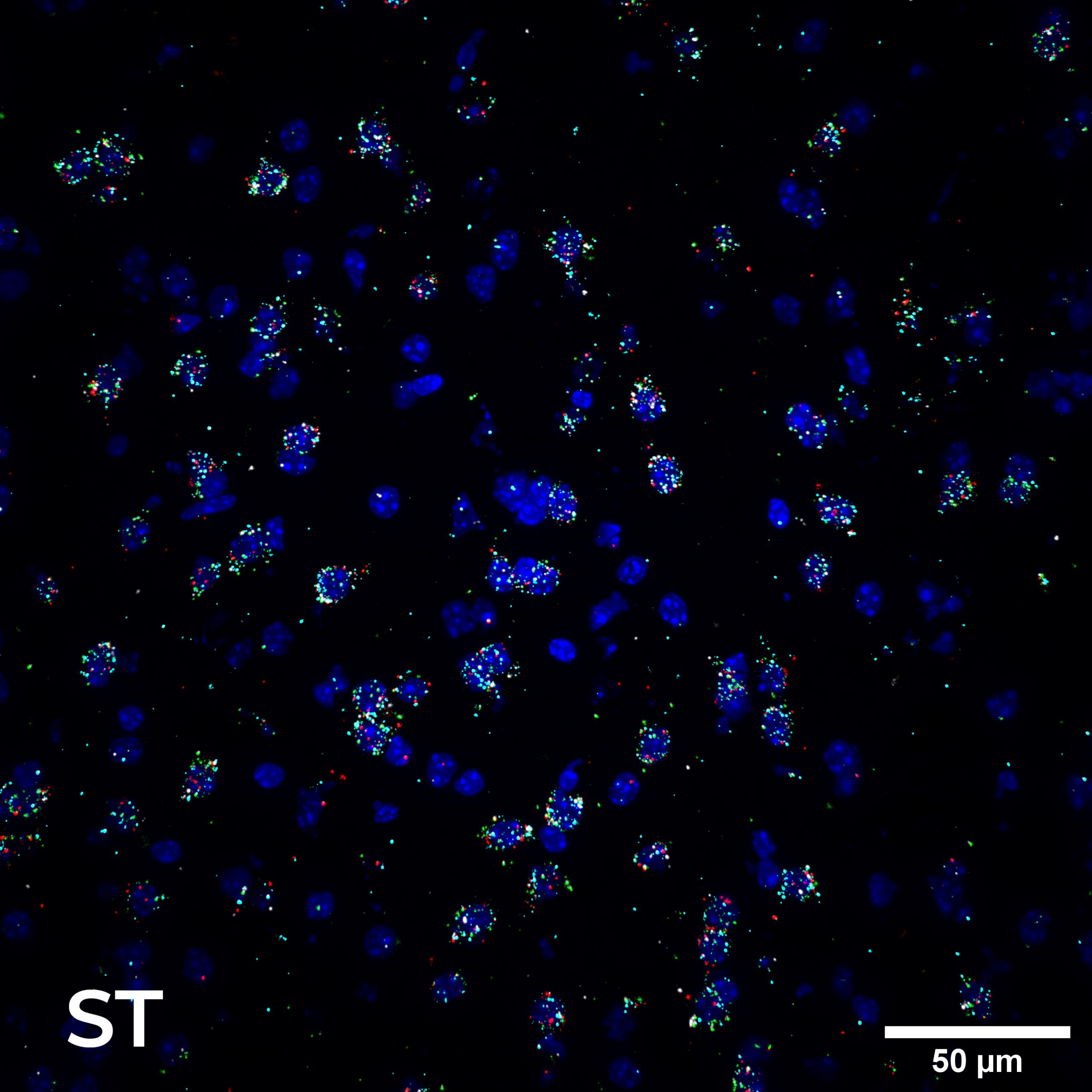 brain cellular organization 4