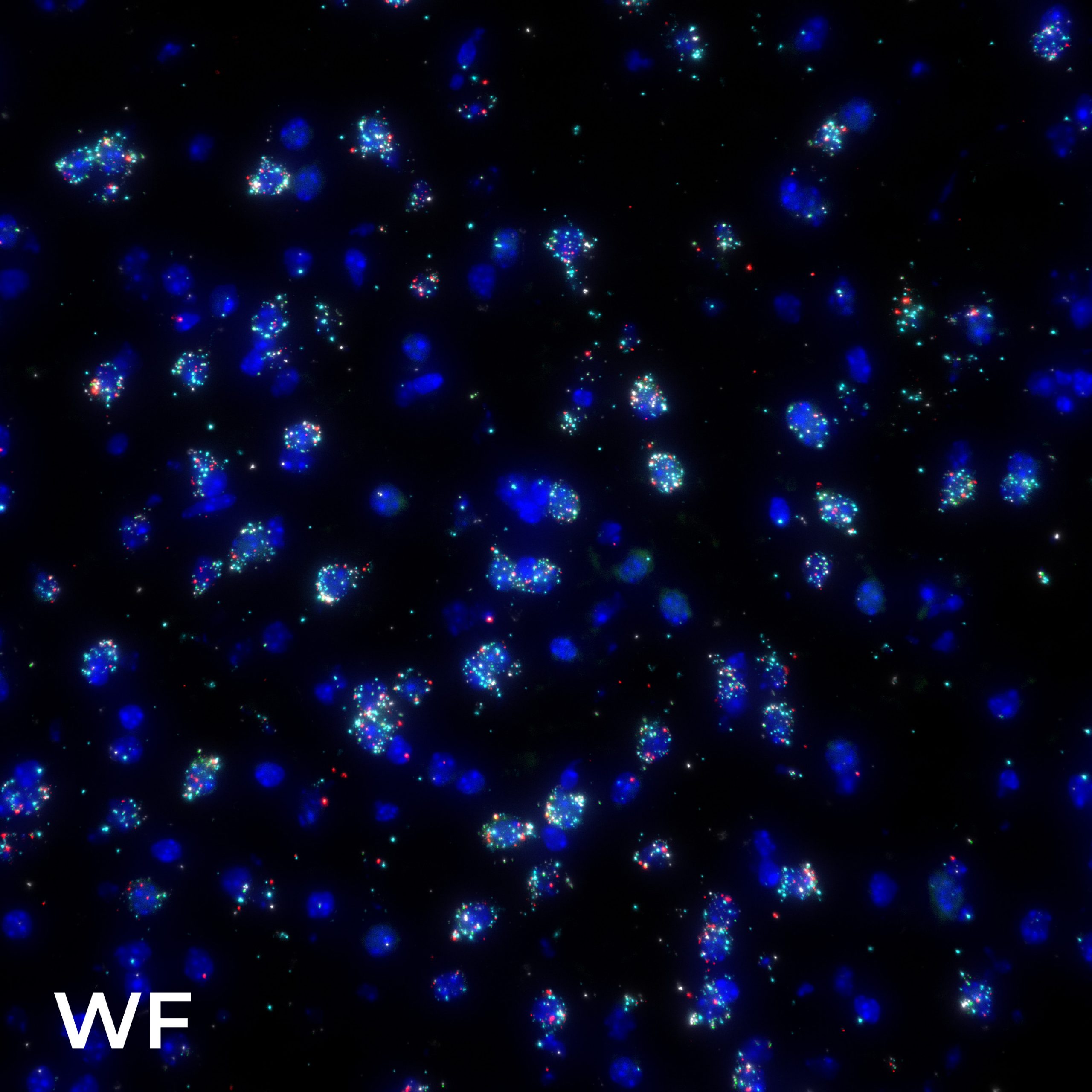 brain cellular organization 3