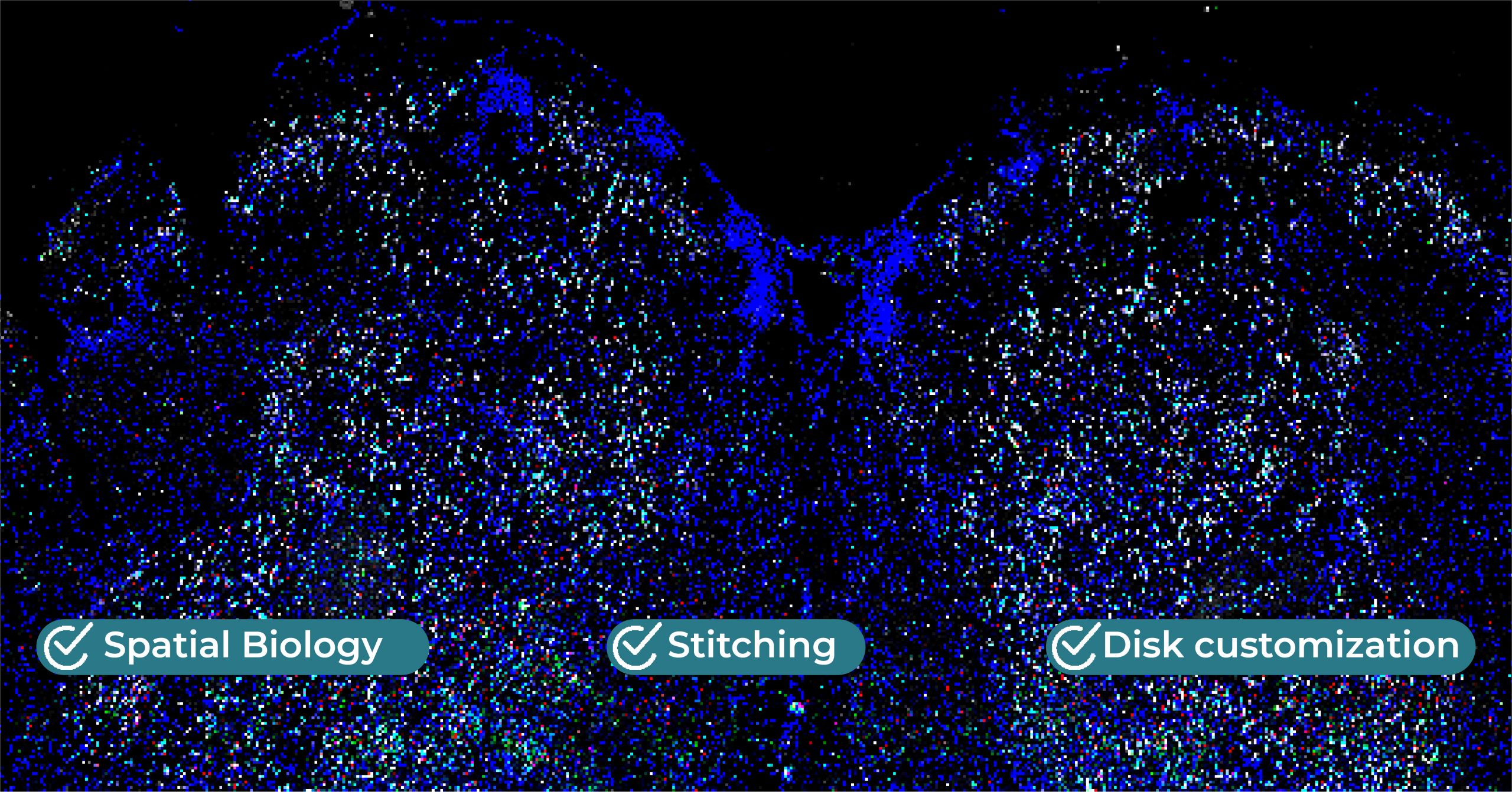 brain cellular organization banner