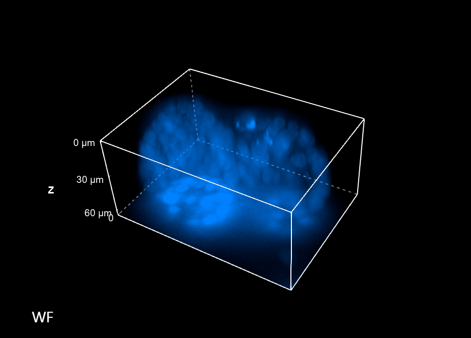 High-Content Imaging 1