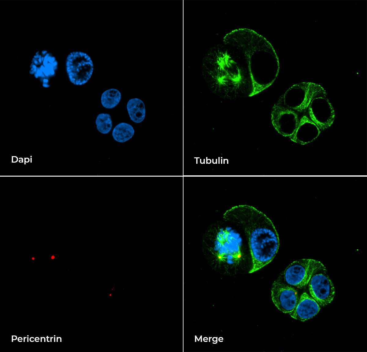 High-Content Imaging Banner 2