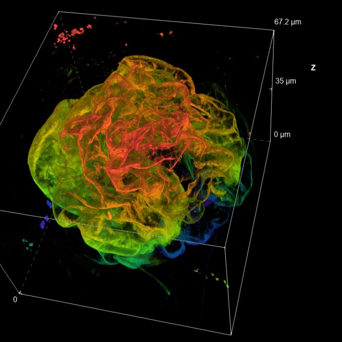 Kidney glomerulus from mouse tissue section. 3D volume view in depth code. 60x Oil