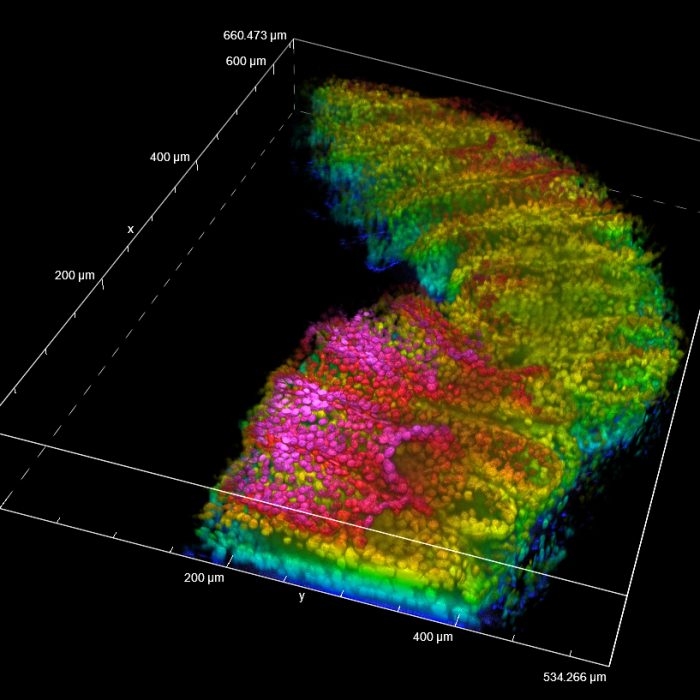Cleared intestine tissue section. 3D volume view of nuclei in depth-code. 20x Dry.