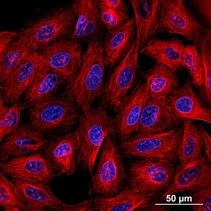U2OS cells. CY7 and DAPI acquisition. 60x Oil.