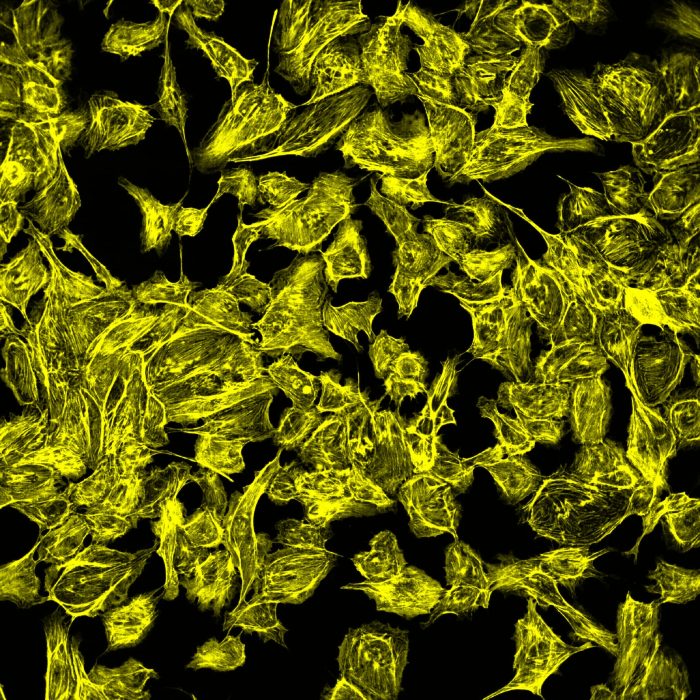 Fluorescence imaging of a cell monolayer
