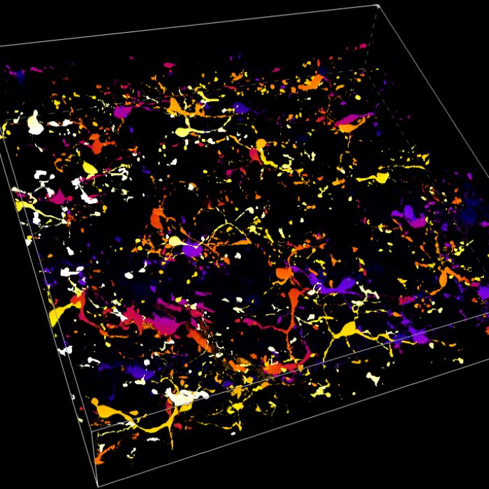 Microglia cells in mouse brain tissue section. 3D volume view in depth-code. 60x Oil.