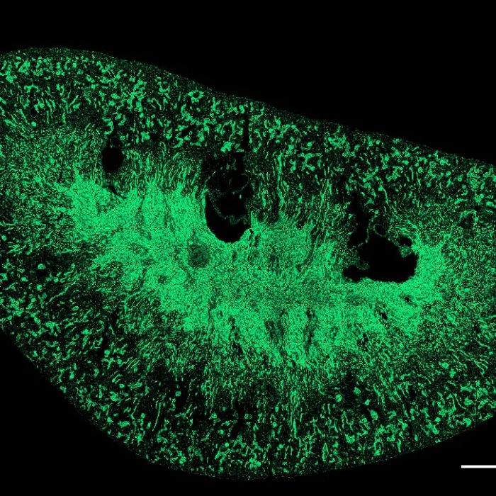 Whole mouse kidney tissue section. Large image. 20x Dry.