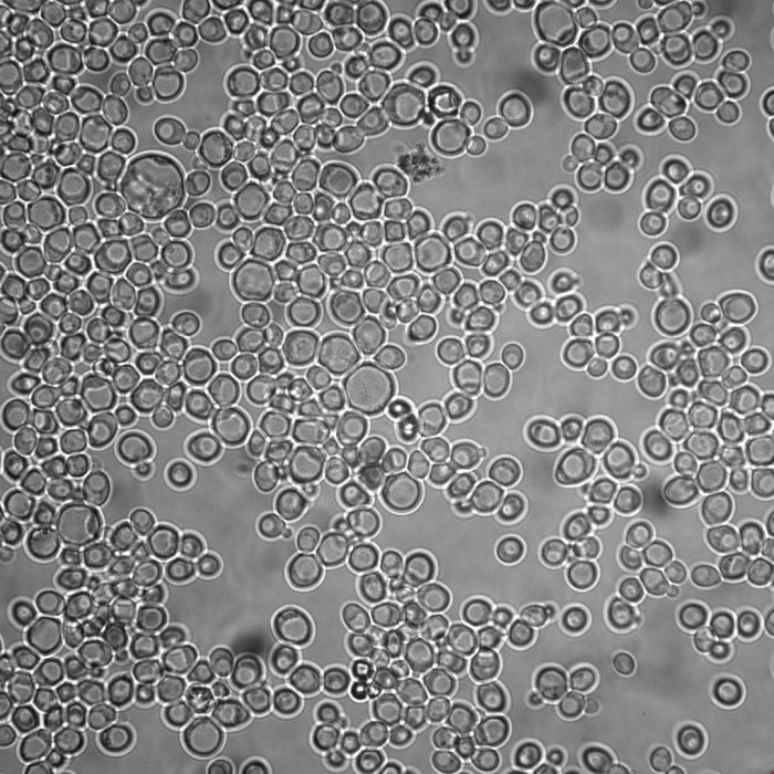 Brightfield imaging of Yeasts